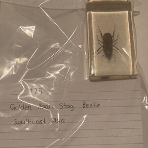 Golden Asian Stag Beetle - Southeast Asia